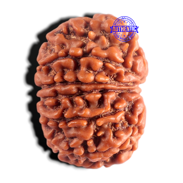 12 Mukhi Nepalese Rudraksha - Bead No 406