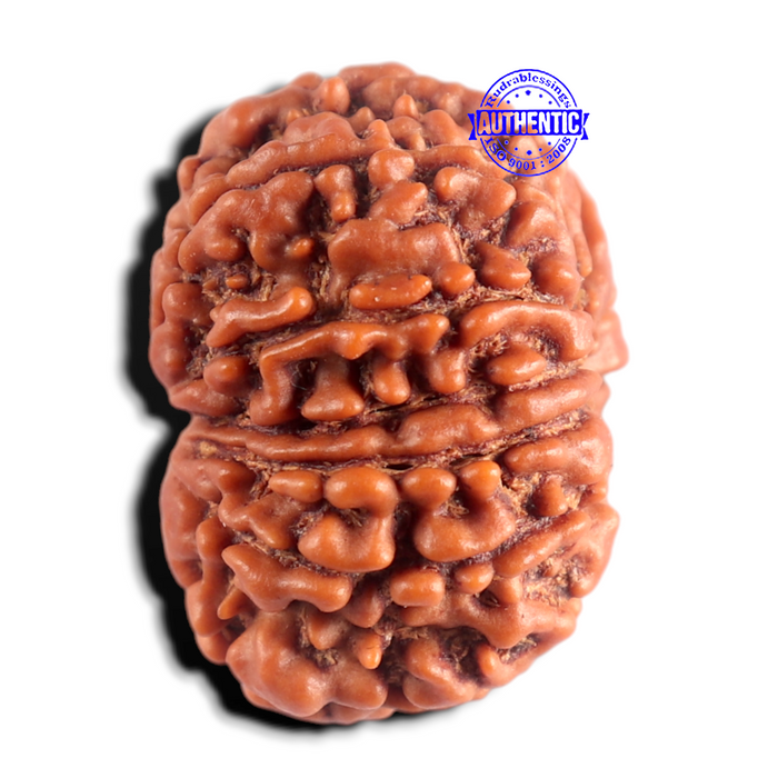 12 Mukhi Nepalese Rudraksha - Bead No 406