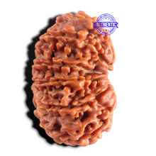 Load image into Gallery viewer, 12 Mukhi Nepalese Rudraksha - Bead No 407
