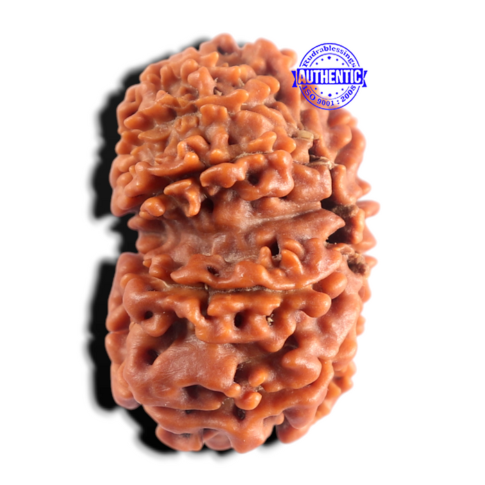 12 Mukhi Nepalese Rudraksha - Bead No 407