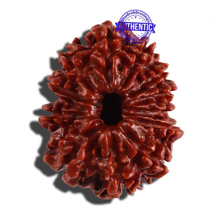 12 Mukhi Nepalese Rudraksha - Bead No. 108