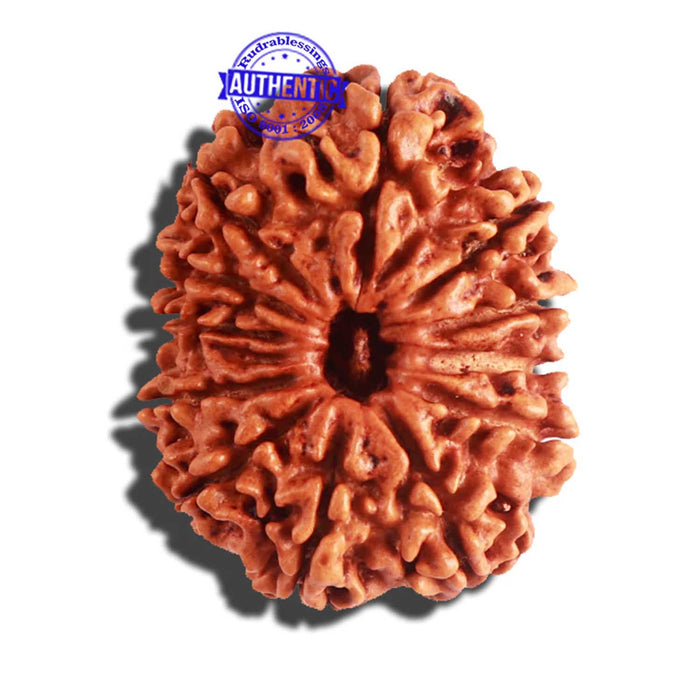 12 Mukhi Nepalese Rudraksha - Bead No 149