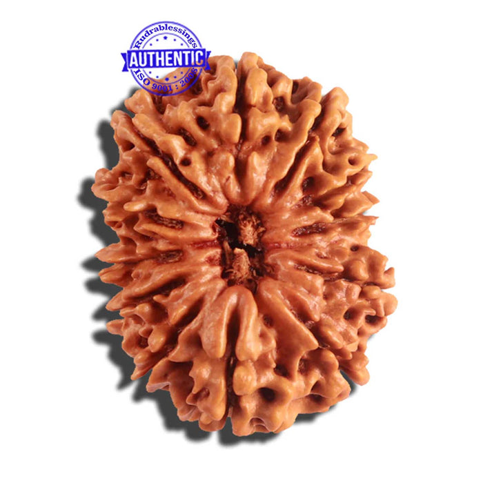 12 Mukhi Nepalese Rudraksha - Bead No 158