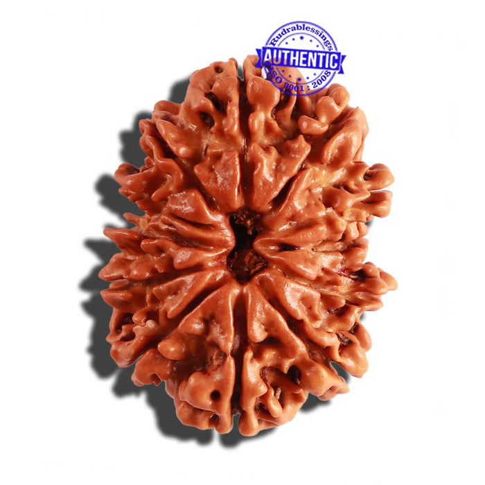 12 Mukhi Nepalese Rudraksha - Bead No 196