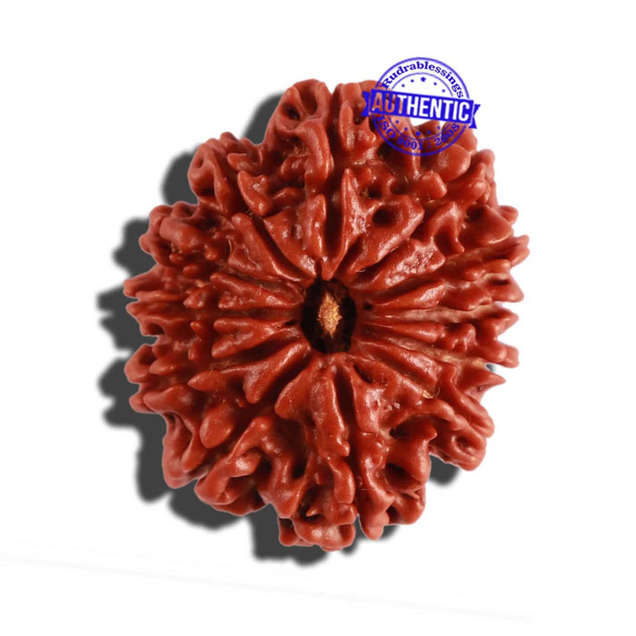 12 Mukhi Nepalese Rudraksha - Bead No 226