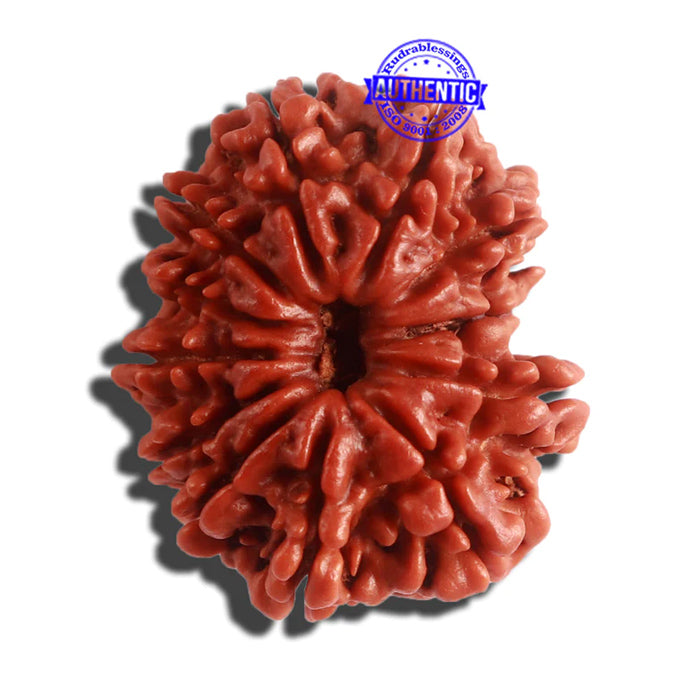 12 Mukhi Nepalese Rudraksha - Bead No 260