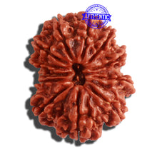 Load image into Gallery viewer, 12 Mukhi Nepalese Rudraksha - Bead No 262
