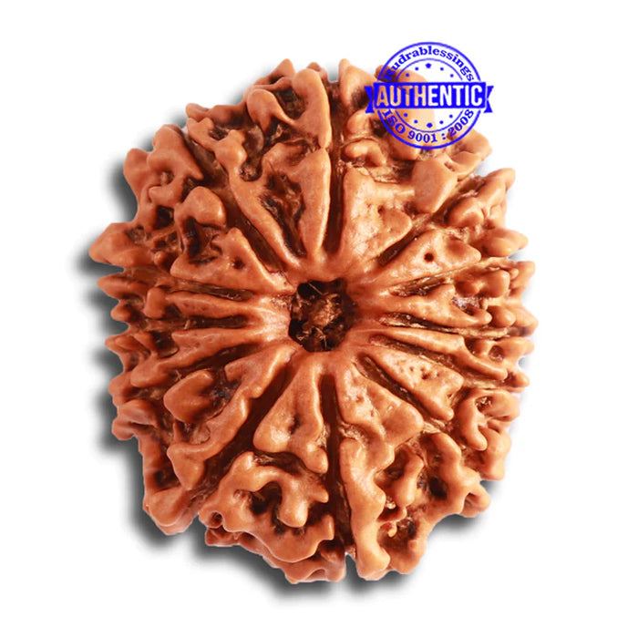 12 Mukhi Nepalese Rudraksha - Bead No 273
