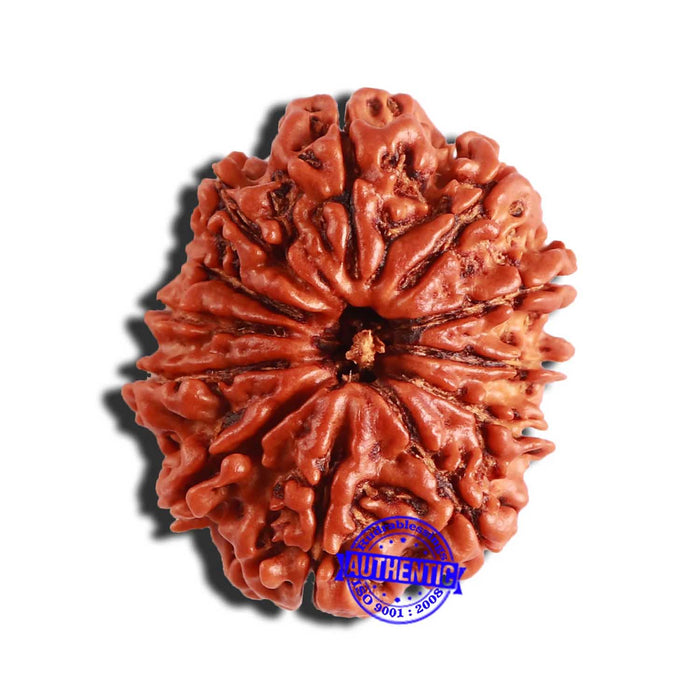 12 Mukhi Nepalese Rudraksha - Bead No 292