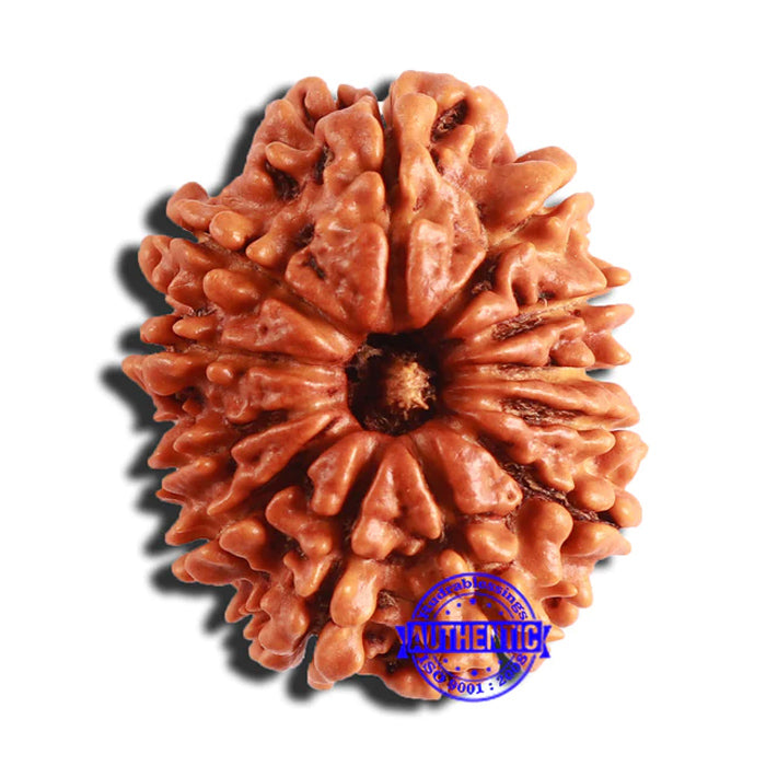 12 Mukhi Nepalese Rudraksha - Bead No 295