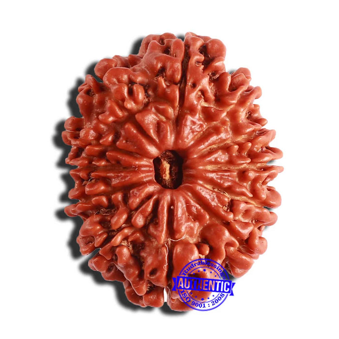 12 Mukhi Nepalese Rudraksha - Bead No 298