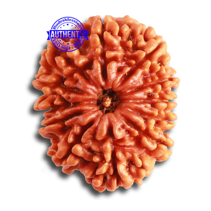 12 Mukhi Nepalese Rudraksha - Bead No 304