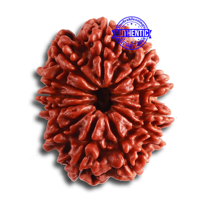 12 Mukhi Nepalese Rudraksha - Bead No 310
