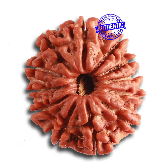 12 Mukhi Nepalese Rudraksha - Bead No 324