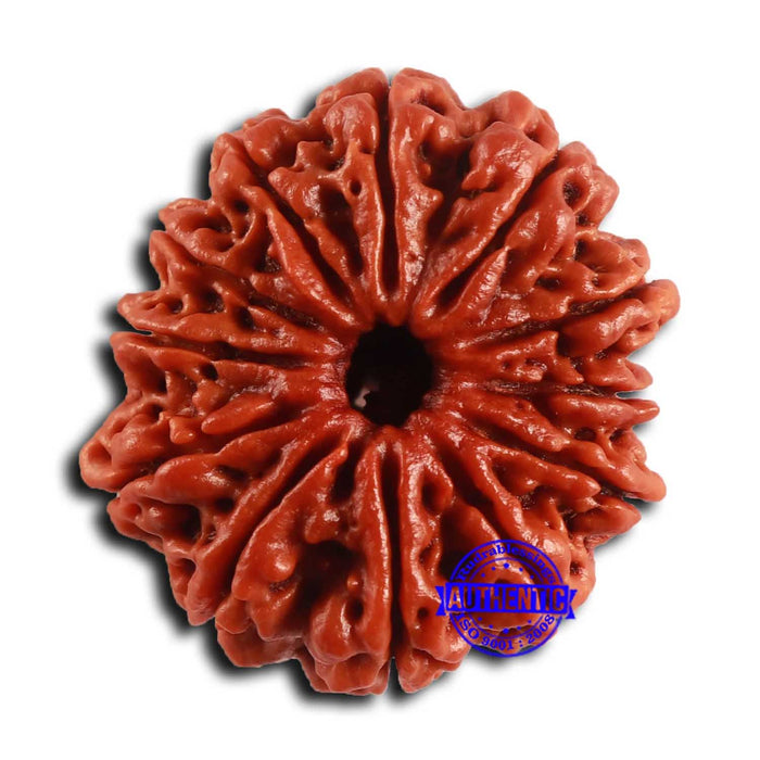 12 Mukhi Nepalese Rudraksha - Bead No 355