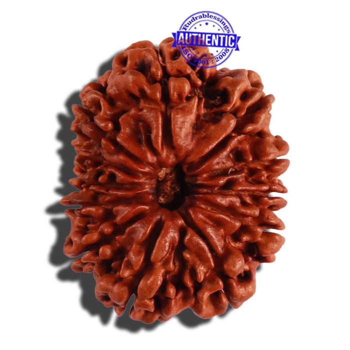 12 Mukhi Nepalese Rudraksha - Bead No 49