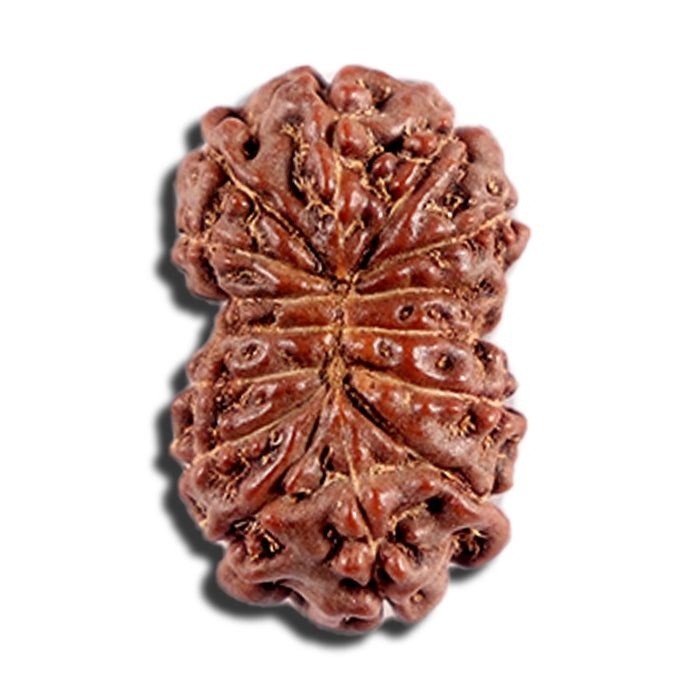 12 Mukhi Indonesian Rudraksha - Bead No. 329