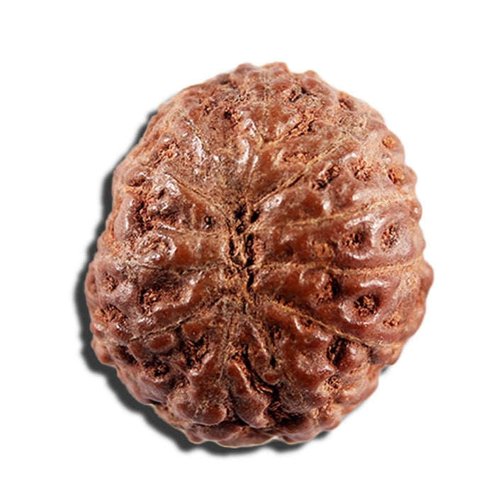 12 Mukhi Indonesian Rudraksha - Bead No. 338