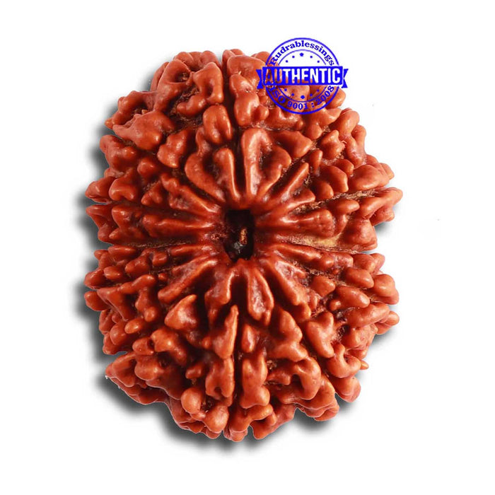 12 Mukhi Nepalese Rudraksha - Bead No 309