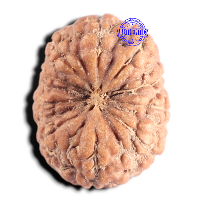 10 Mukhi Rudraksha from Indonesia - Bead No. 12