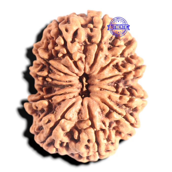 12 Mukhi Nepalese Rudraksha - Bead No. 266