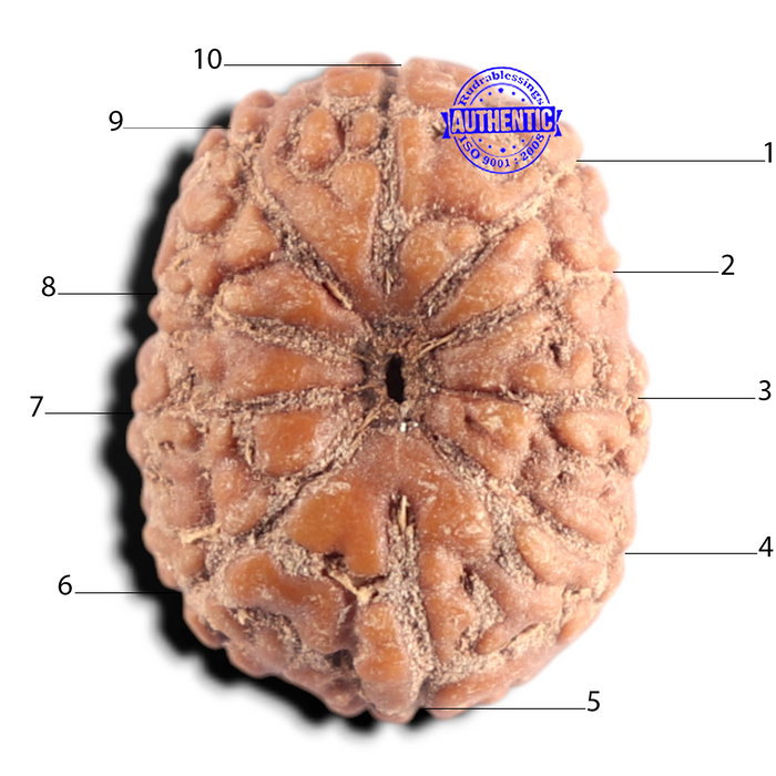 10 Mukhi Rudraksha from Indonesia - Bead No. 12