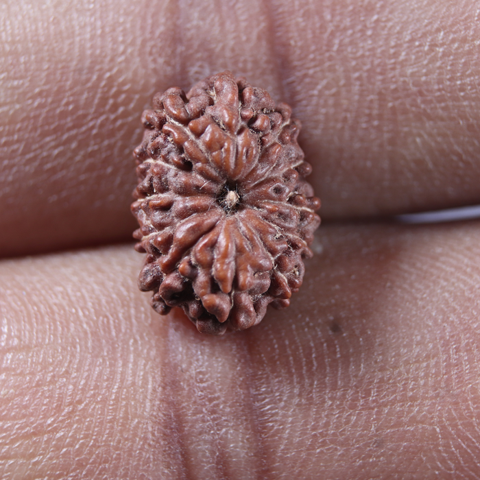 12 Mukhi Indonesian Rudraksha - Bead No. 352