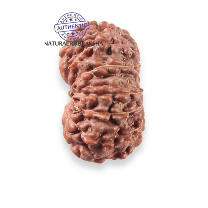 12 Mukhi Indonesian Rudraksha - Bead No. 352