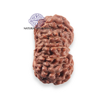 Load image into Gallery viewer, 12 Mukhi Indonesian Rudraksha - Bead No. 352
