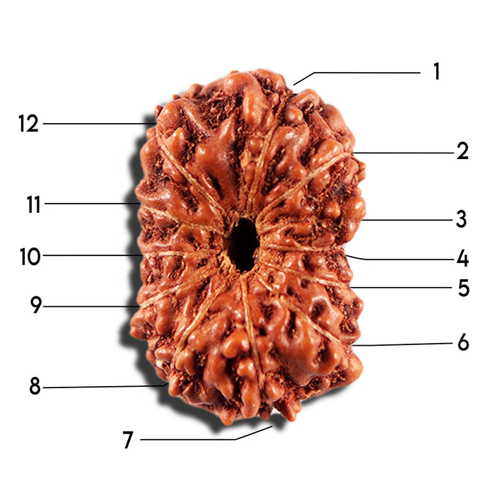 12 Mukhi Indonesian Rudraksha - Bead No. 337