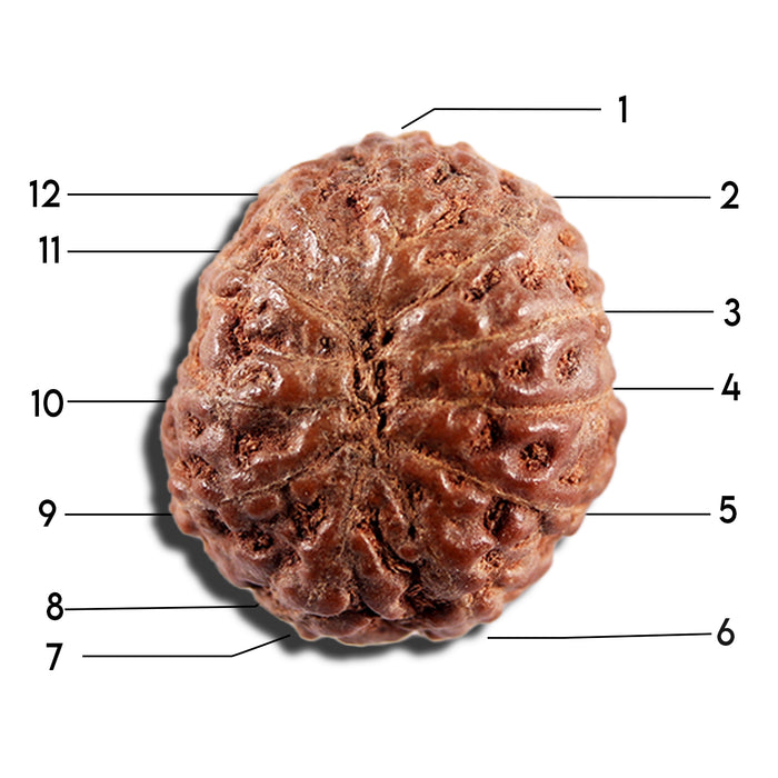 12 Mukhi Indonesian Rudraksha - Bead No. 338