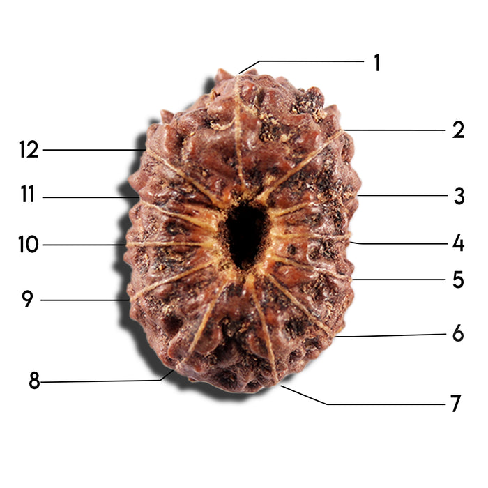 12 Mukhi Indonesian Rudraksha - Bead No. 339