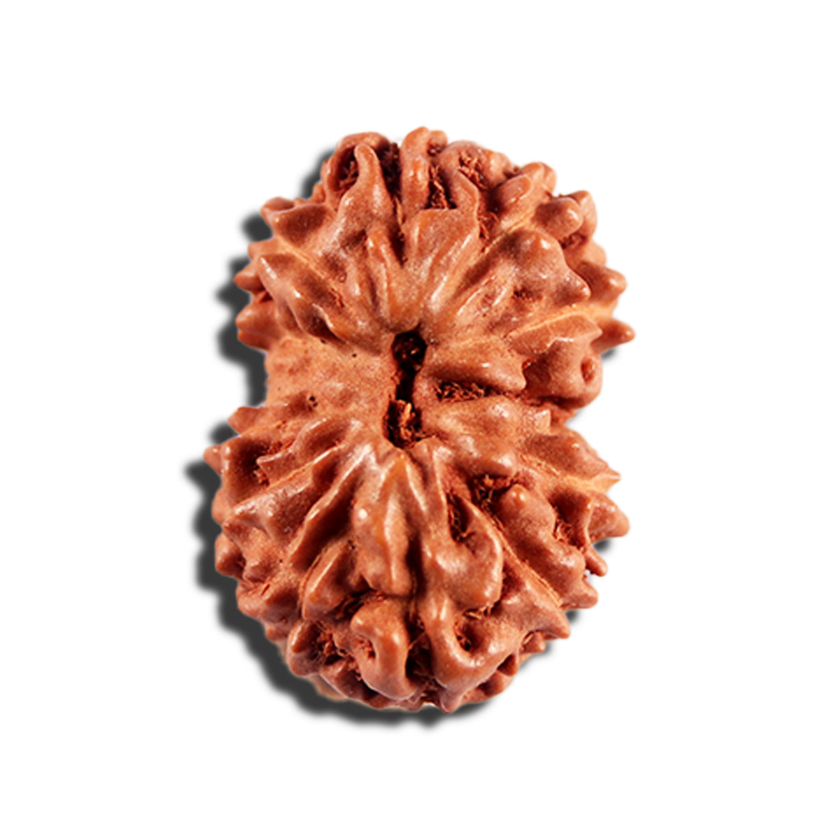 12 Mukhi Indonesian Rudraksha - Bead No. 336 – Rudra and Sons