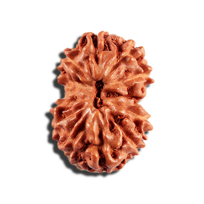 12 Mukhi Indonesian Rudraksha - Bead No. 336