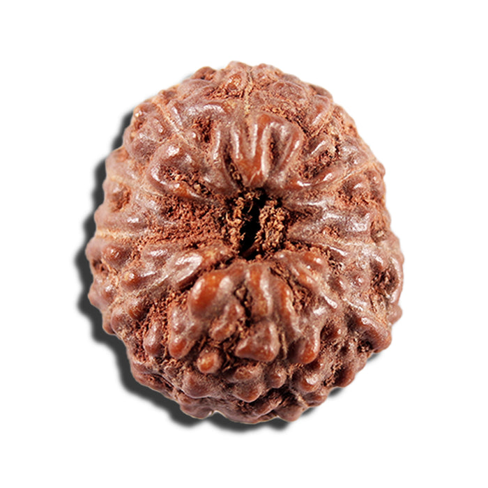 12 Mukhi Indonesian Rudraksha - Bead No. 338