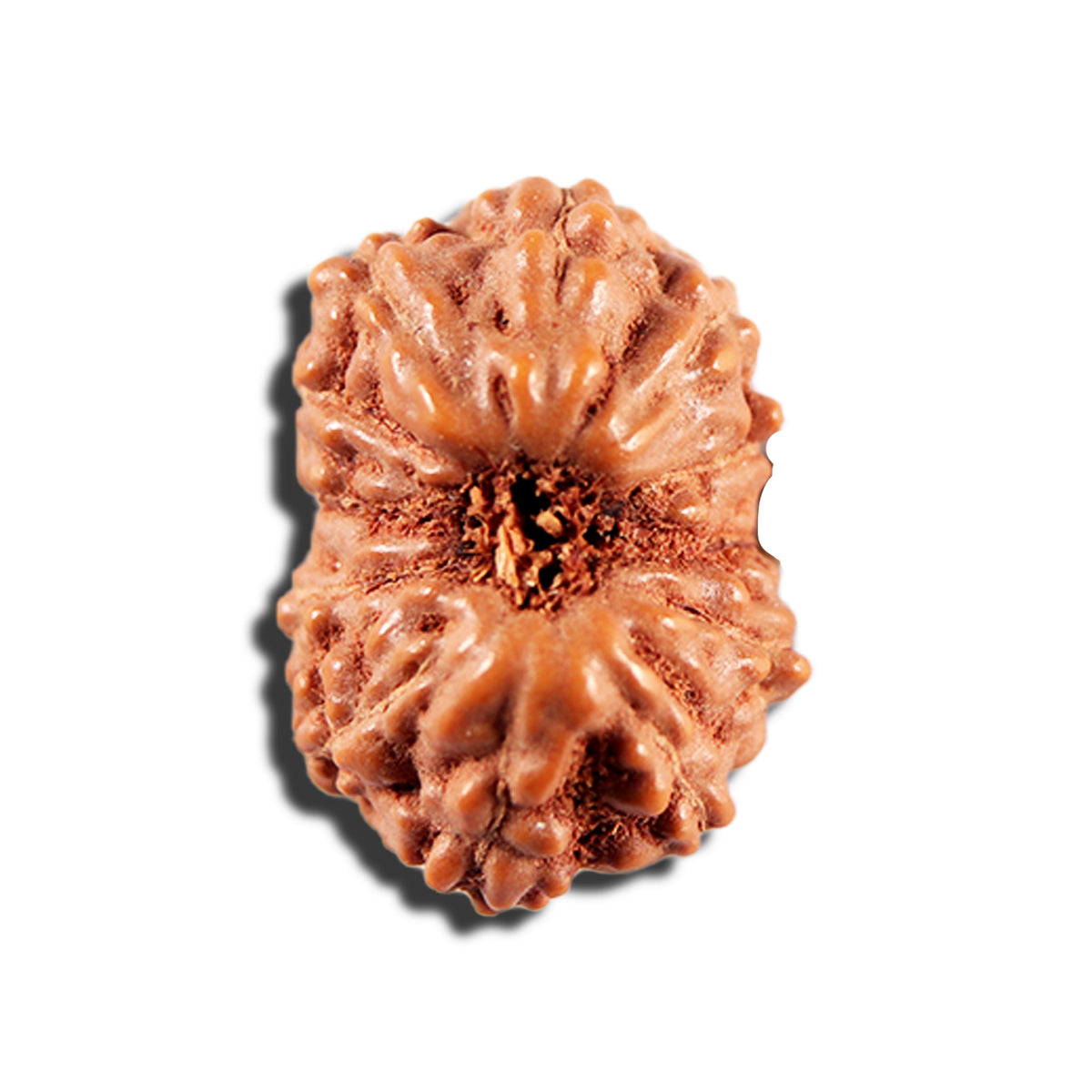 12 Mukhi Indonesian Rudraksha - Bead No. 340 – Rudra and Sons