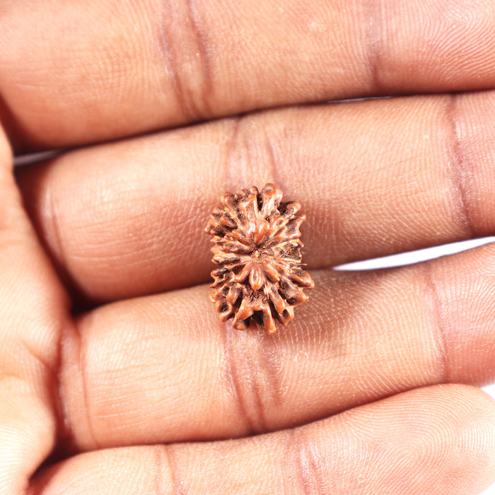 12 Mukhi Indonesian Rudraksha - Bead No. 330