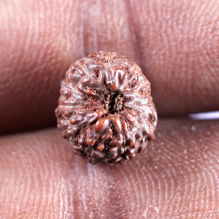 12 Mukhi Indonesian Rudraksha - Bead No. 338