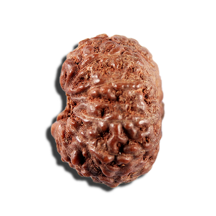 12 Mukhi Indonesian Rudraksha - Bead No. 338