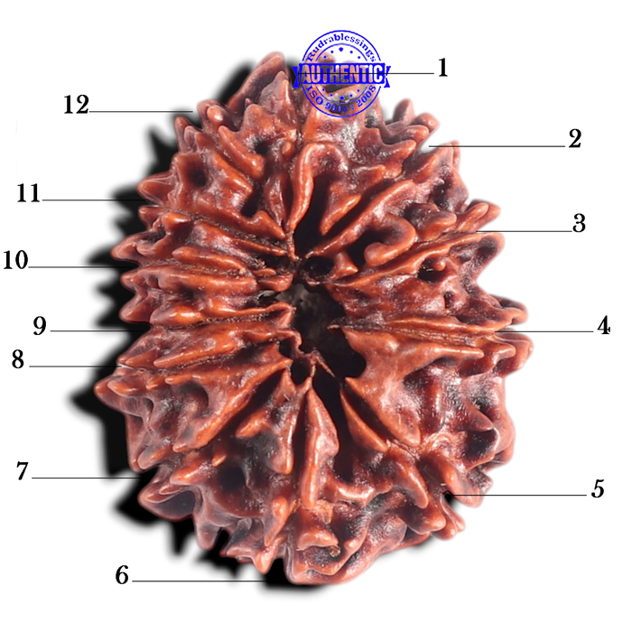 12 Mukhi Nepalese Rudraksha - Bead No. 108