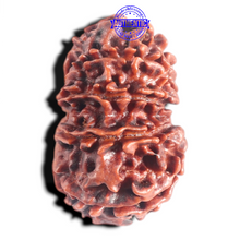 Load image into Gallery viewer, 12 Mukhi Nepalese Rudraksha - Bead No. 108
