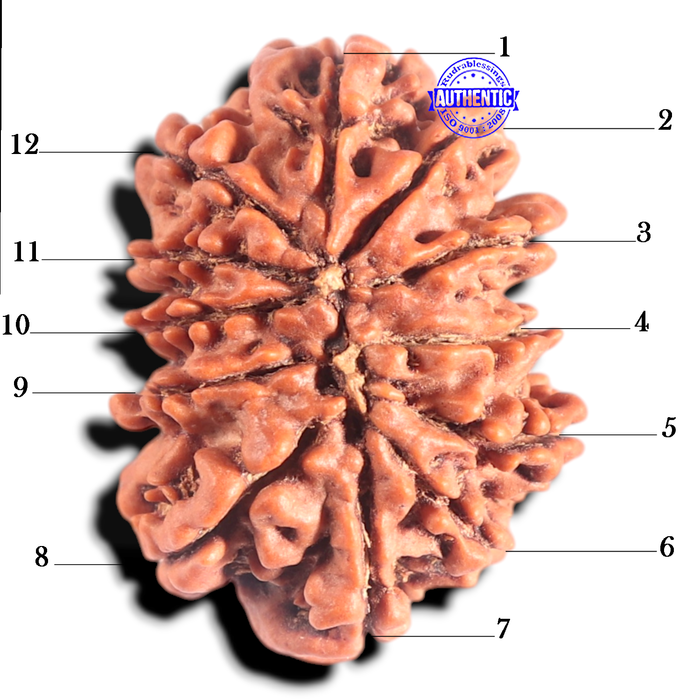 12 Mukhi Nepalese Rudraksha - Bead No. 263