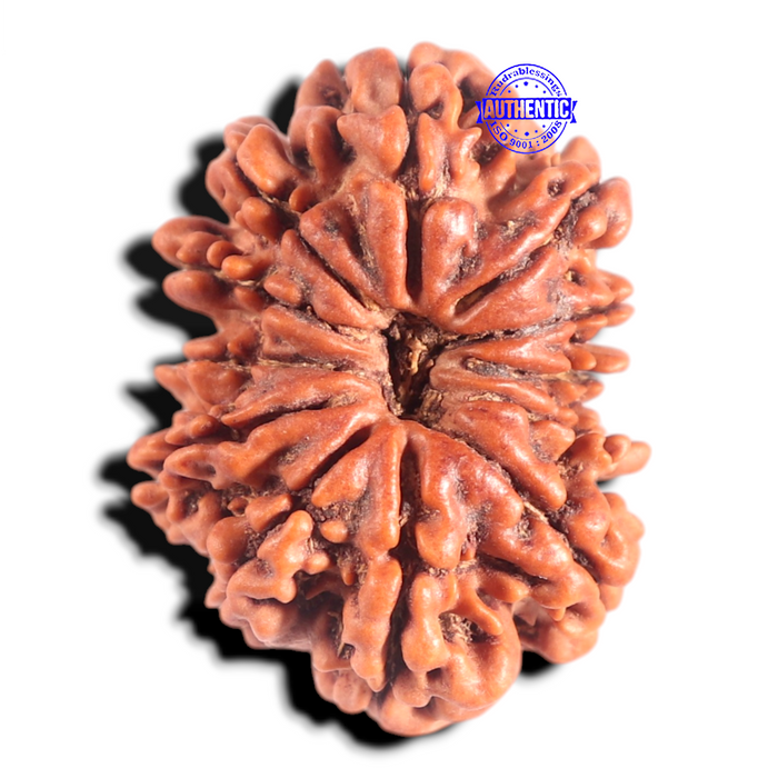 12 Mukhi Nepalese Rudraksha - Bead No. 263