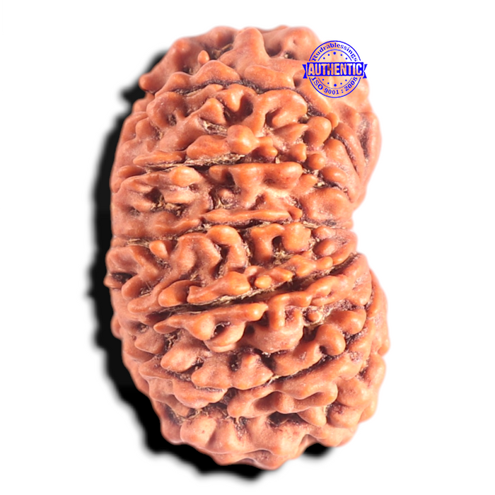 12 Mukhi Nepalese Rudraksha - Bead No. 263