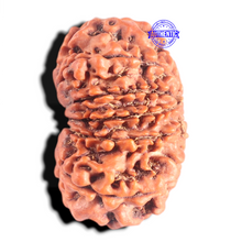 Load image into Gallery viewer, 12 Mukhi Nepalese Rudraksha - Bead No. 263
