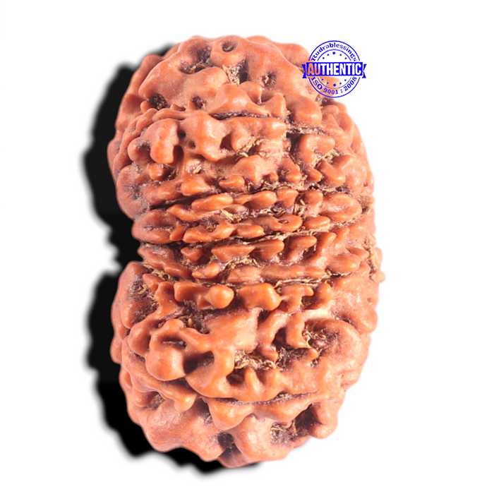 12 Mukhi Nepalese Rudraksha - Bead No. 263