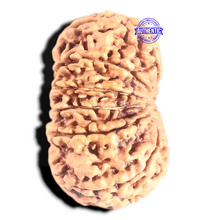 Load image into Gallery viewer, 12 Mukhi Nepalese Rudraksha - Bead No. 266
