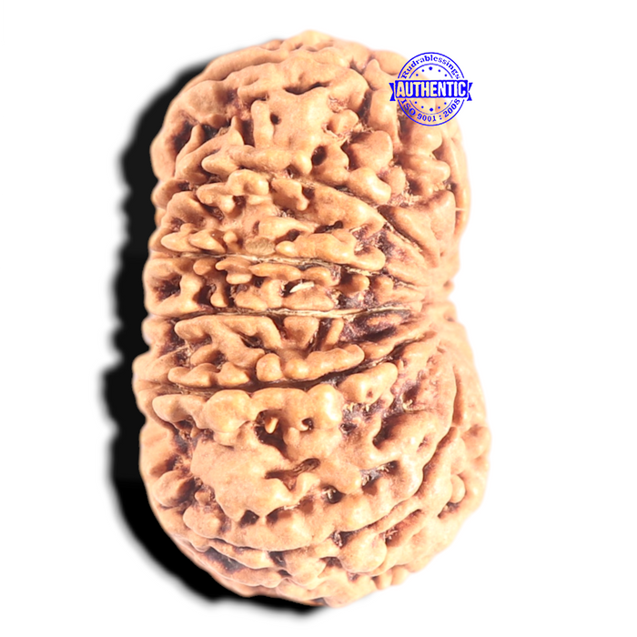 12 Mukhi Nepalese Rudraksha - Bead No. 266