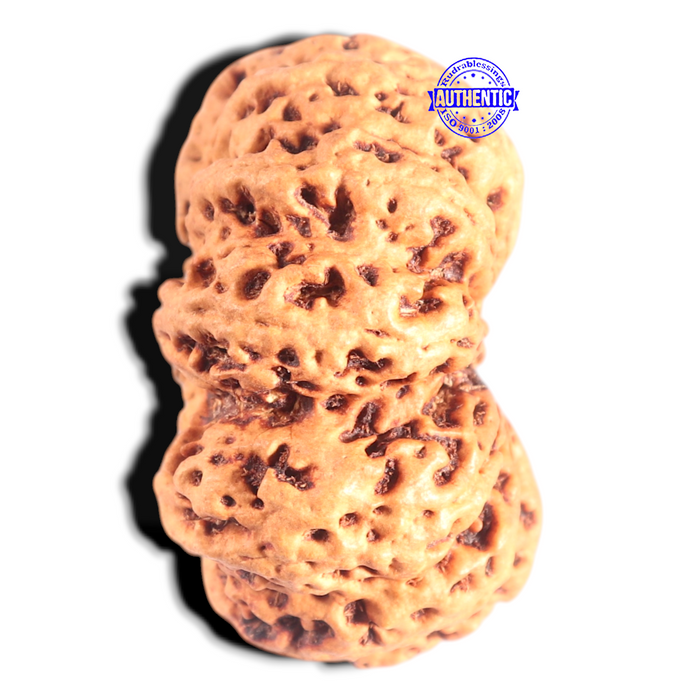 12 Mukhi Nepalese Rudraksha - Bead No 270