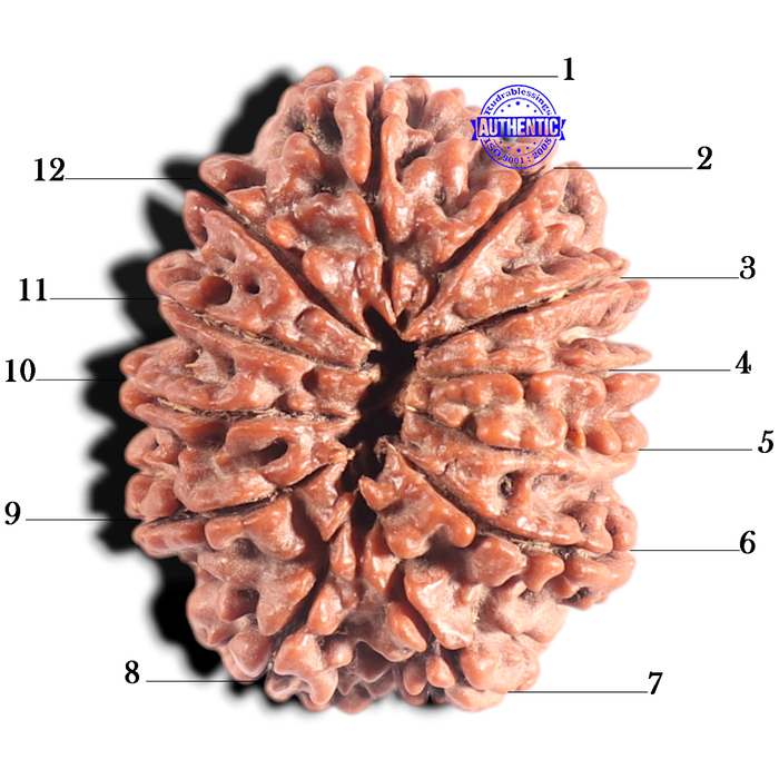 12 Mukhi Nepalese Rudraksha - Bead No. 307